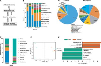 Gut Microbiota Dysbiosis Influences Metabolic Homeostasis in Spodoptera frugiperda